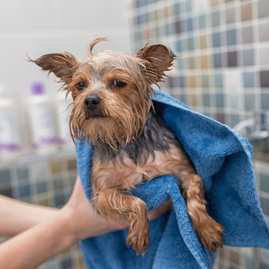 The Science of Pet Grooming: Understanding Your Furry Friend's Coat