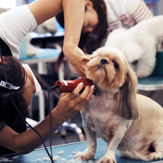 Pet Grooming Etiquette: Dos and Don'ts for a Successful Session