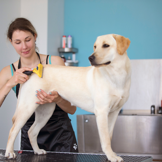 Q&A with a Professional Pet Groomer: Expert Tips and Tricks