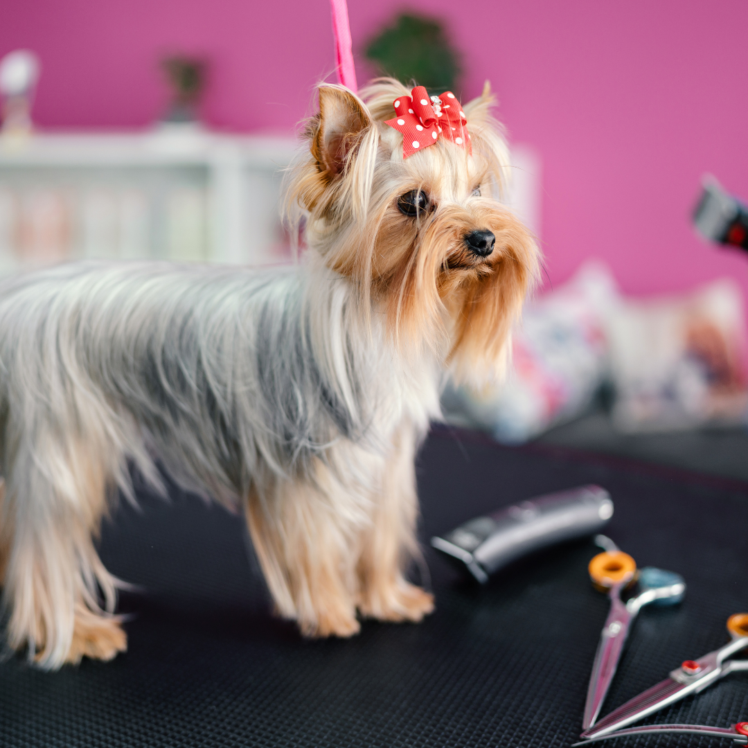 Grooming for Health: The Link Between Grooming and Pet Wellness