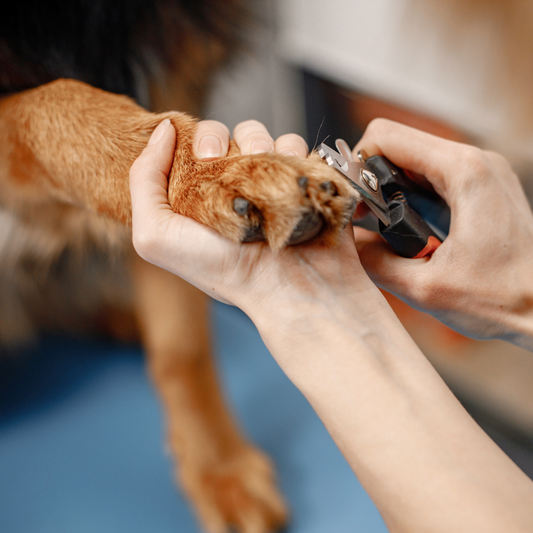 Spa Day Essentials: Must-Have Products for a Luxurious Pet Grooming Experience