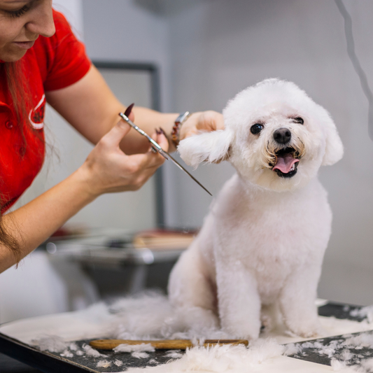 Fun Activities to Make Grooming Enjoyable for Pets