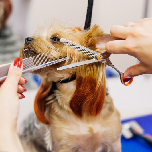 Pet Grooming Trends: What's Hot in 2023