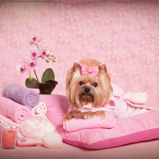 Pet Grooming Trends: What's Hot in 2024 – Part 2