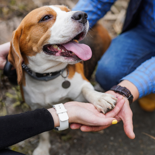 Strengthening the Human-Animal Connection