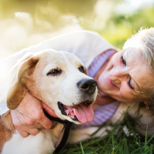 Grooming for Seniors: Tailoring Your Approach for Older Pets