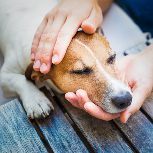 Pet Grooming Safety: Tips for First-Time Pet Owners