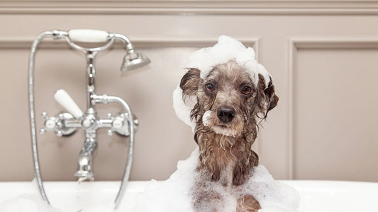 DIY Pet Spa Day: Tips for Bathing Your Pet at Home